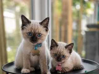 Birman cats Birman Kittens - Advert 2