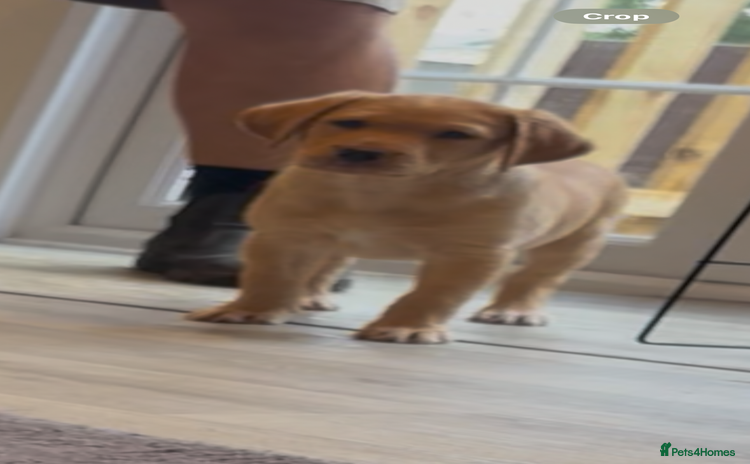 Labrador Retriever dogs - Advert 15