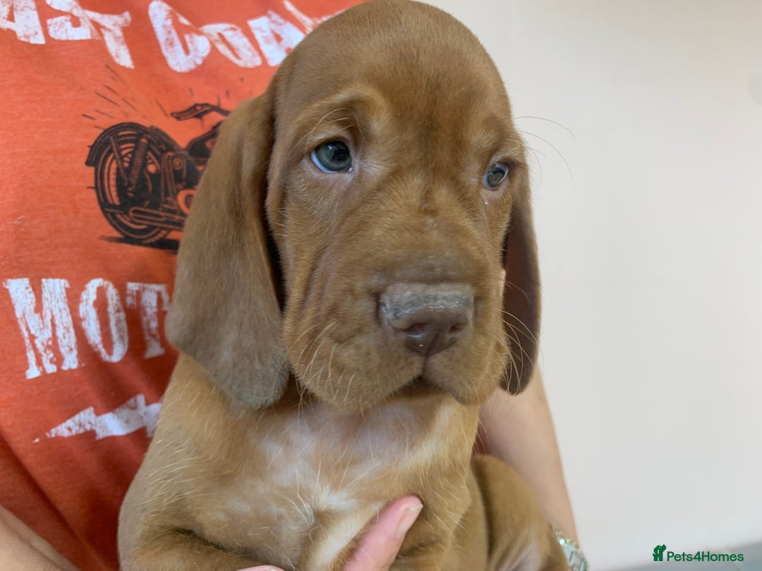 Hungarian Vizsla dogs for sale: Stunning Hungarian Vizsla Puppies  - Image 21
