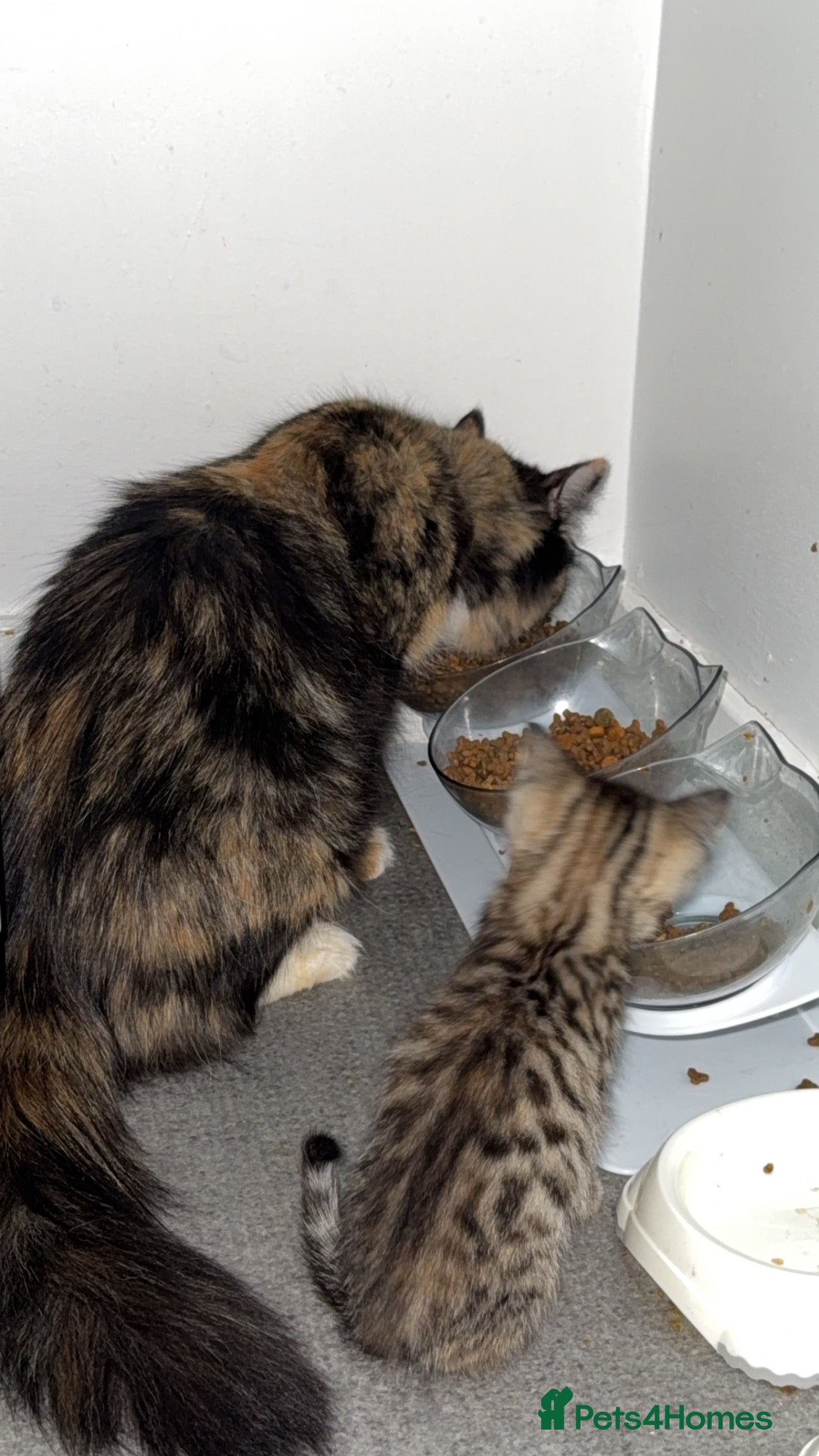 Mixed Breed cats 3 females left! - Advert 1