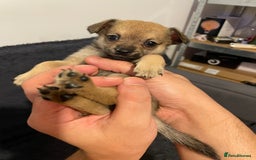 Miniature Pinscher dogs for sale: Miniature pinscher puppys - Advert 19