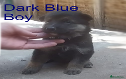 German Shepherd dogs for sale: Beautiful Chunky German Shepherd Puppies - Image 5