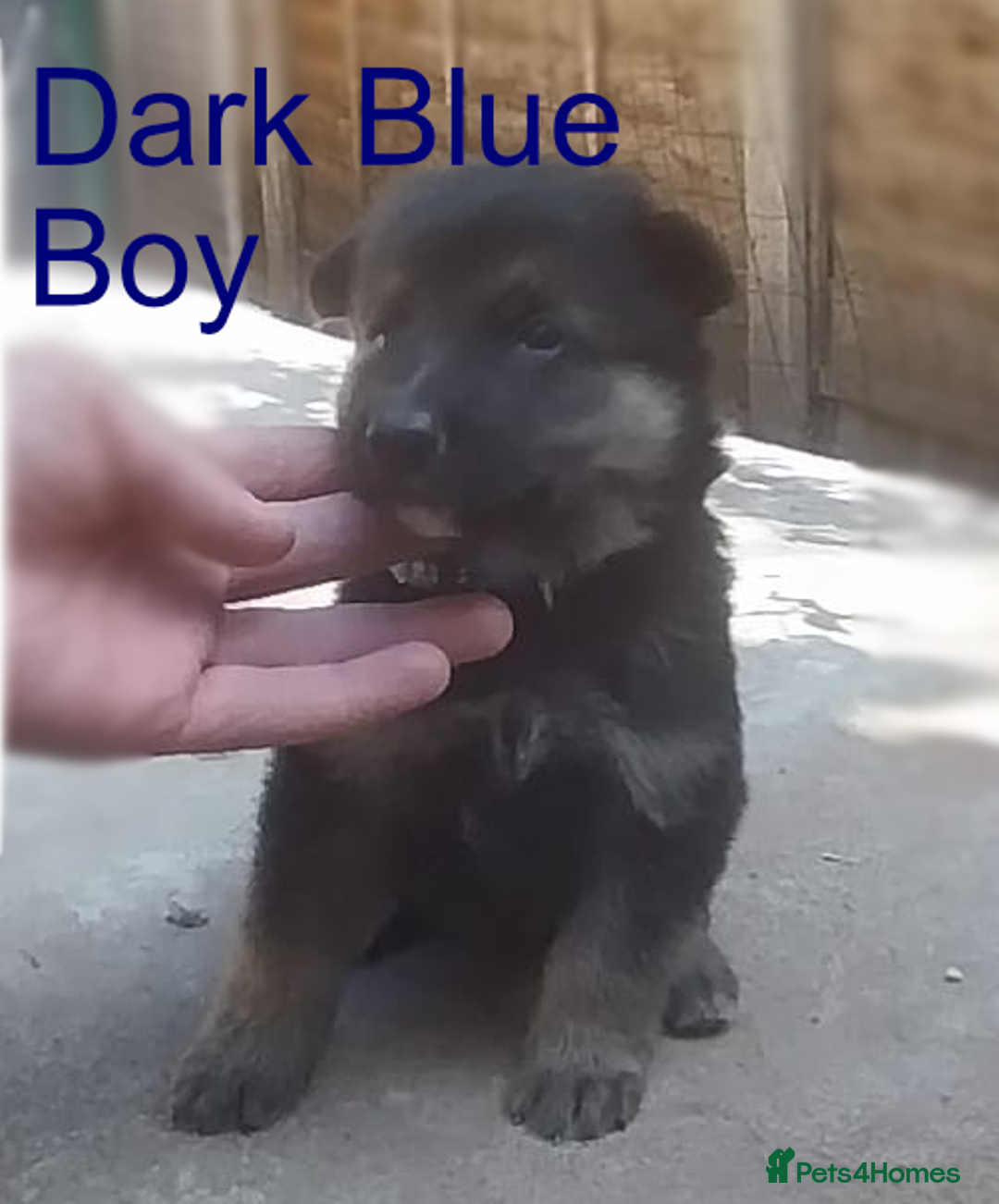 German Shepherd dogs for sale: Beautiful Chunky German Shepherd Puppies - Image 5