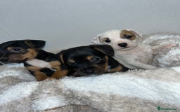 Jack Russell dogs for sale: Jack Russel puppies  - Image 8