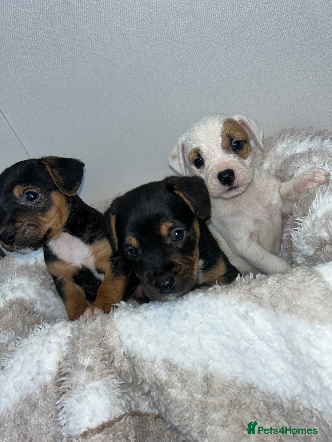 Jack Russell dogs for sale: Jack Russel puppies  - Image 8