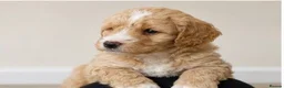 Cavapoo dogs for sale: Cavapoo x Australian labradoodle puppies  in Northampton - Advert 7
