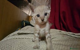Bengal cats for sale: Cuddly charity donation pay monthly - Image 2