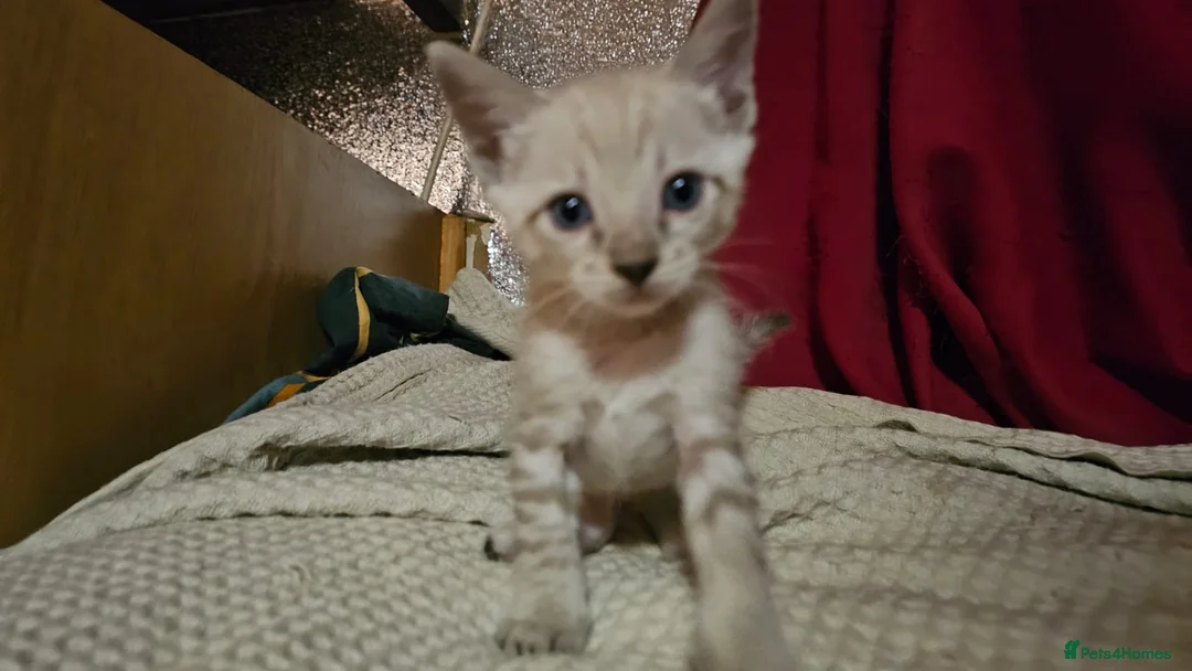 Bengal cats for sale: Guaranteed to be Cuddly *ready now*  - Advert 9