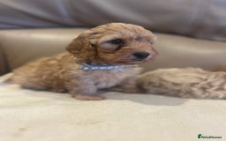 Maltipoo dogs for sale: Stunning Maltipoos wanting forever homes  - Image 5