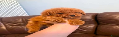 Toy Poodle 3