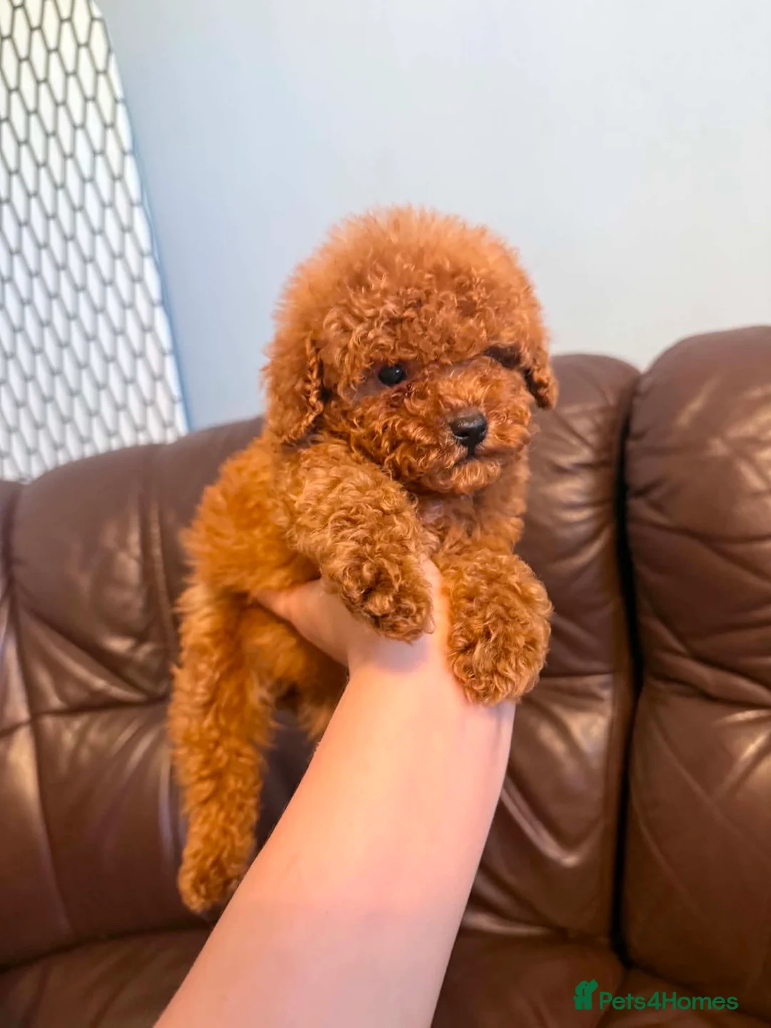 Toy Poodle dogs for sale: Toy poodle - Advert 2