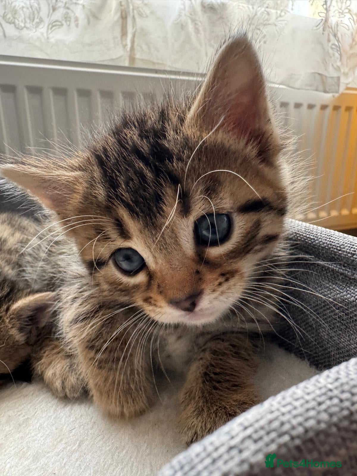 Bengal cats for sale: Adorable little creatures, bengals - Advert 8