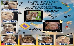 Olde English Bulldogge dogs for sale: Olde English Bulldogs - Advert 1