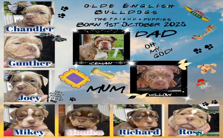 Olde English Bulldogge dogs Olde English Bulldogs - Advert 15
