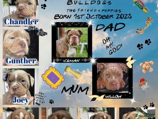 Olde English Bulldogge dogs Olde English Bulldogs - Advert 9