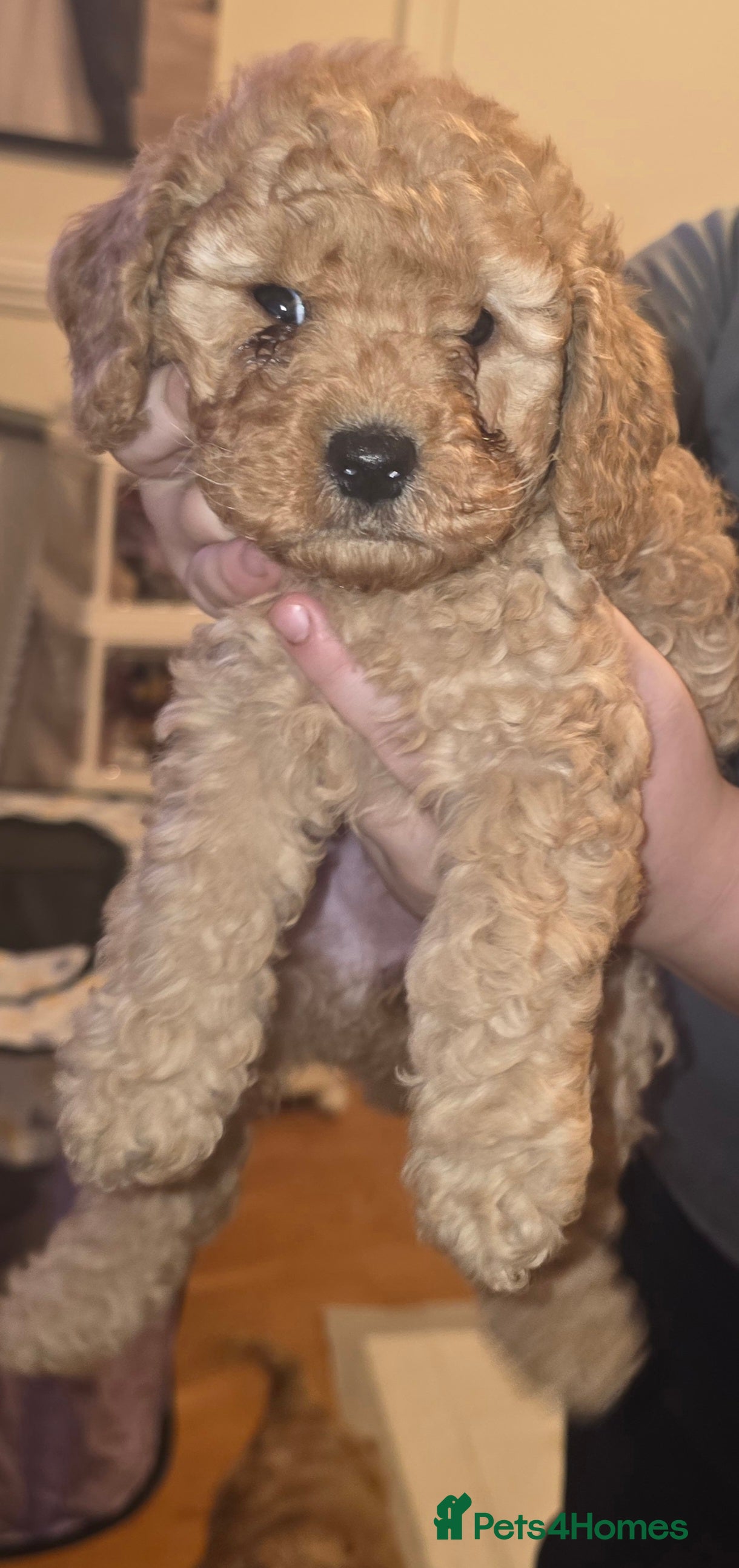 Cockapoo dogs Last Remaining Apricot colour Miniature Cockapoo  - Advert 1