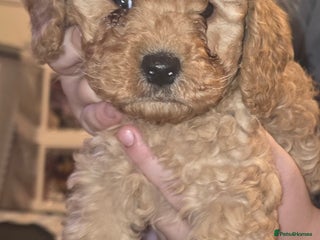 Cockapoo dogs Last Remaining Apricot colour Miniature Cockapoo - Advert 5