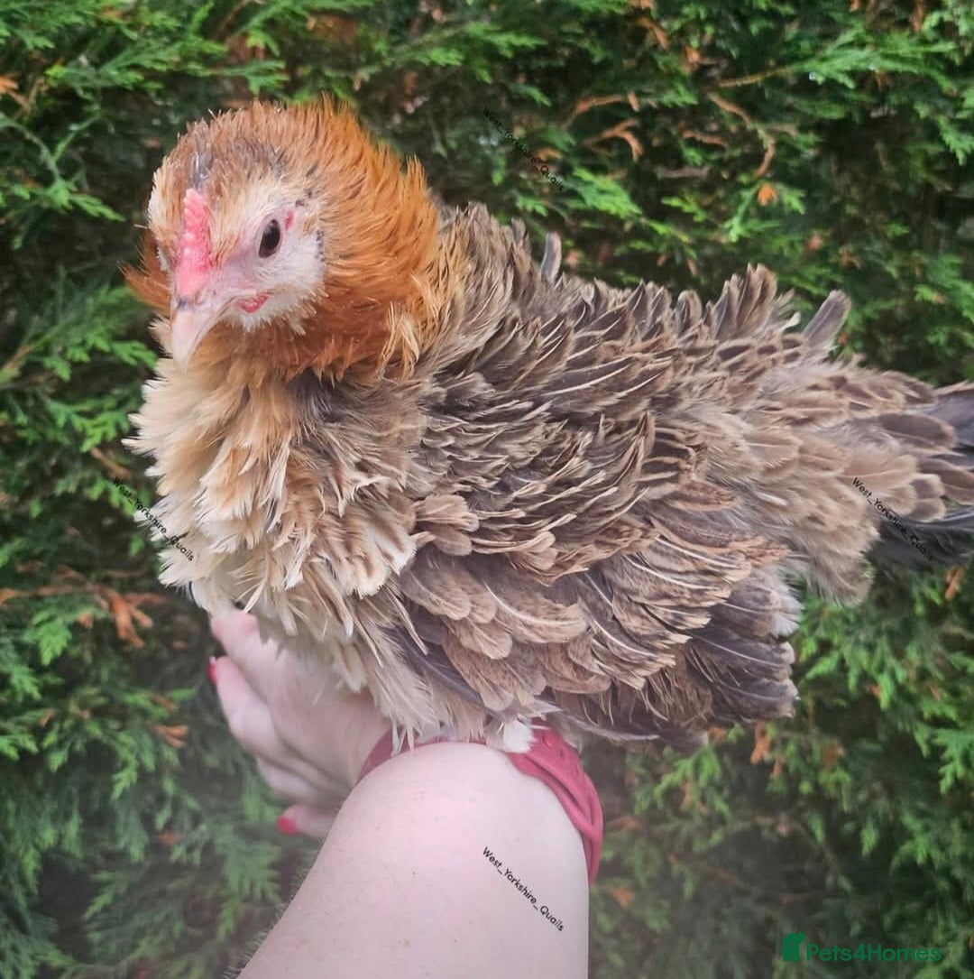 Chickens poultry for sale: Frizzle serama hatching eggs  - Advert 1