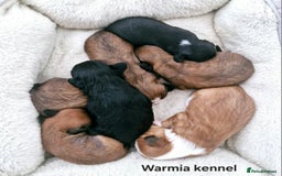 Chinese Crested dogs for sale: Boys £1300, girls £1600 - Image 5