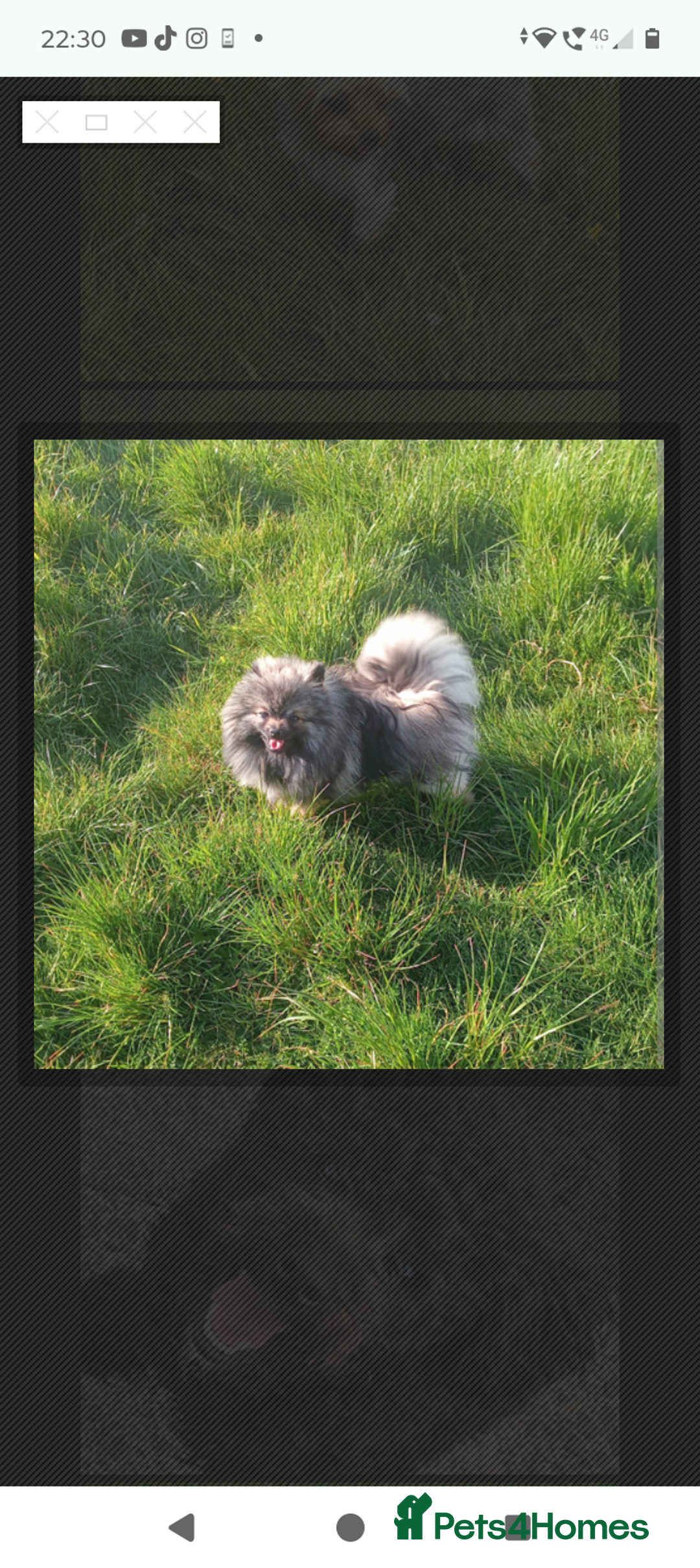 Pomeranian dogs for sale: Show quality tiny beautiful show stopper poms 💙🩷 - Advert 26