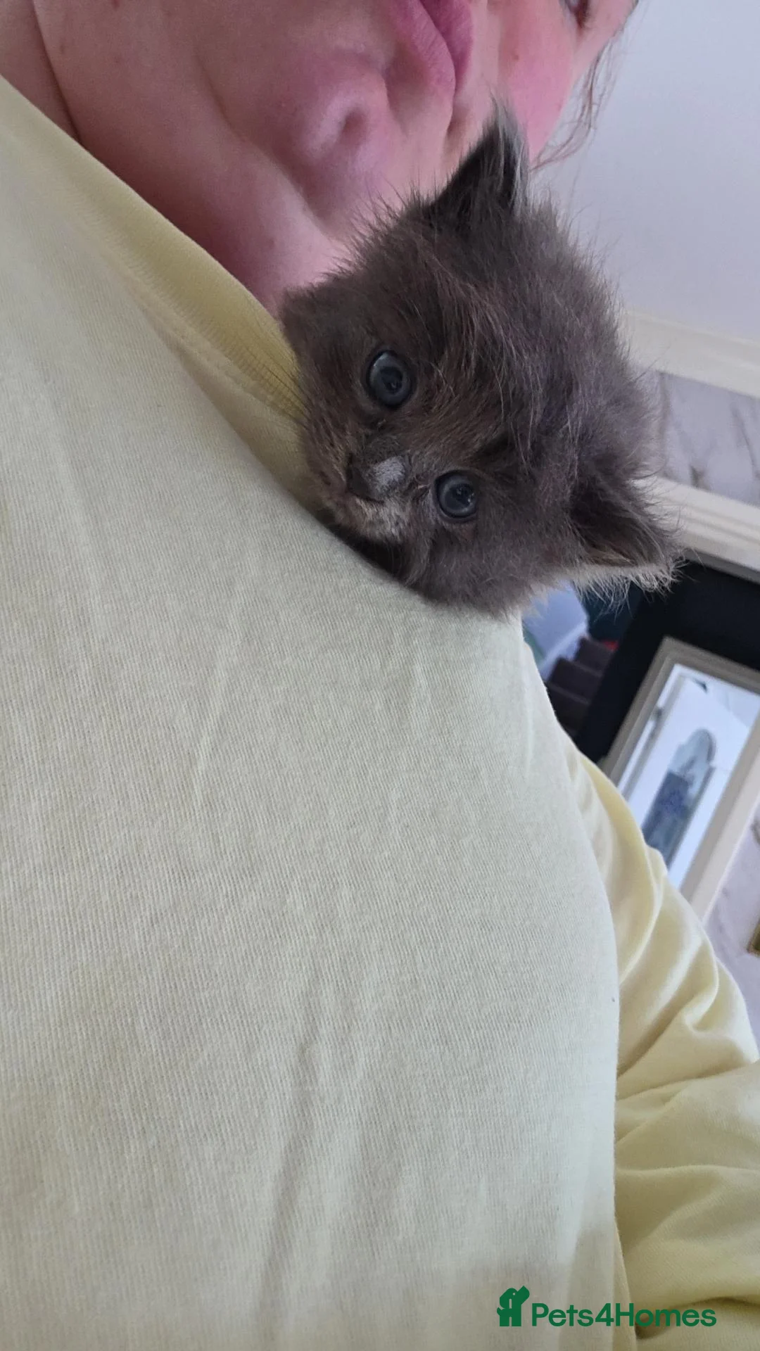 Mixed Breed cats for sale: Beautiful grey long haired kitten - Advert 4