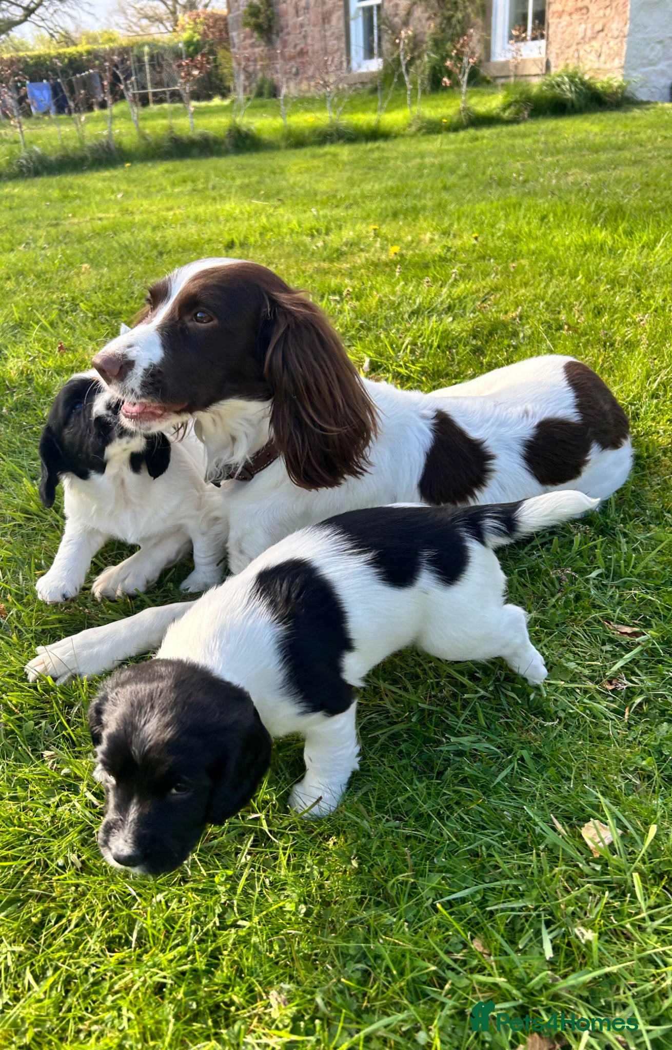 English Springer Spaniel dogs 2 Beautiful Springer Spaniel Puppies Remaining - Advert 3
