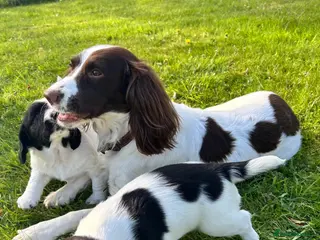 English Springer Spaniel dogs 2 Beautiful Springer Spaniel Puppies Remaining - Advert 3