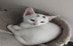 Mixed Breed cats for sale: 3 male microchipped kittens left  - Image 8