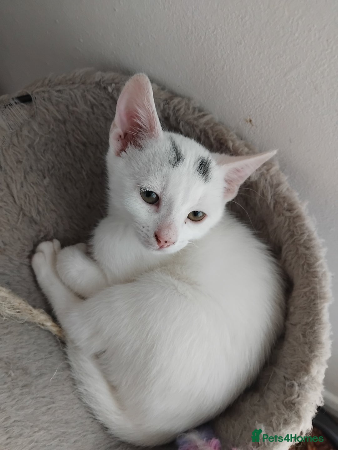 Mixed Breed cats for sale: 3 male microchipped kittens left  - Image 8