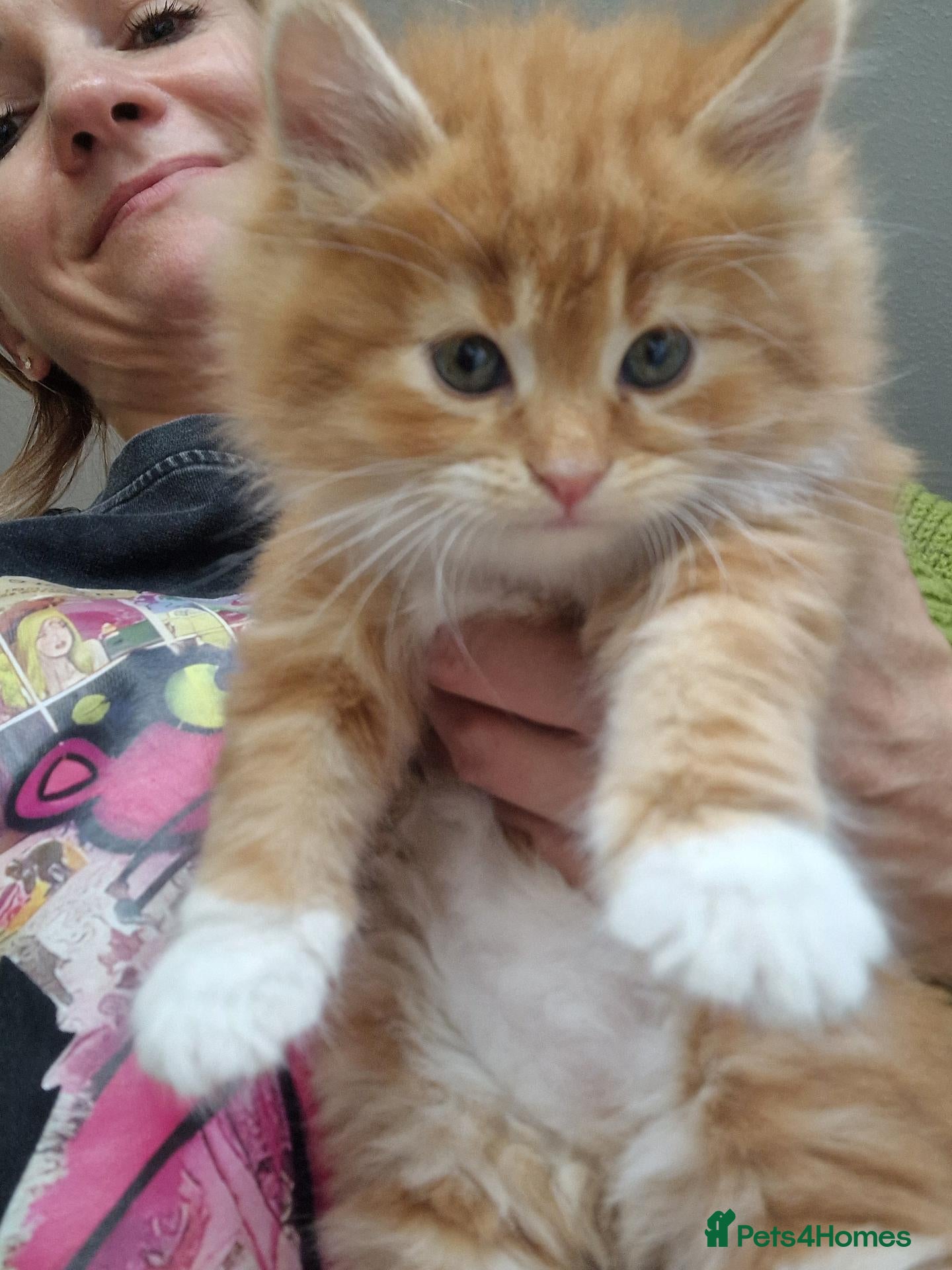 Norwegian Forest Cat cats Beautiful ginger Norwegian Forest fluffy kittens  - Advert 1