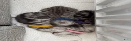 British Shorthair cats for sale: 🏆Champion lines GCCF registered 🏆 - Advert 20
