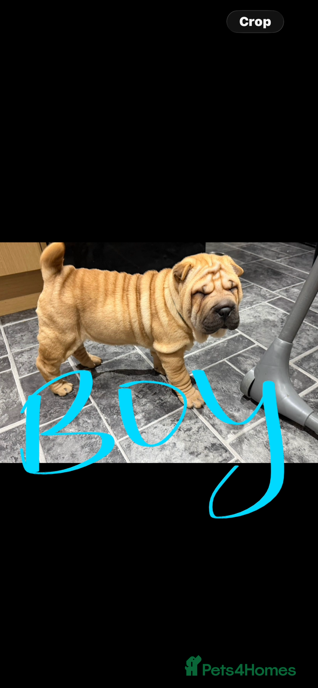 Shar Pei dogs for sale: 2 baby’s left… 1 boy & 1 girl left  - Advert 2