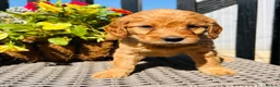 Mini Goldendoodle dogs for sale: 🧡❤️ GORGEOUS MINI GOLDENDOODLE PUPPIES ❤️🧡 - Advert 5
