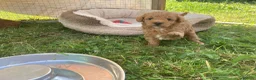 Yorkiepoo dogs for sale: Yorkiepoo puppies  - Advert 4