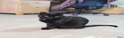 Domestic Shorthair cats for sale: 3 year old black cat looking for home - Advert 1