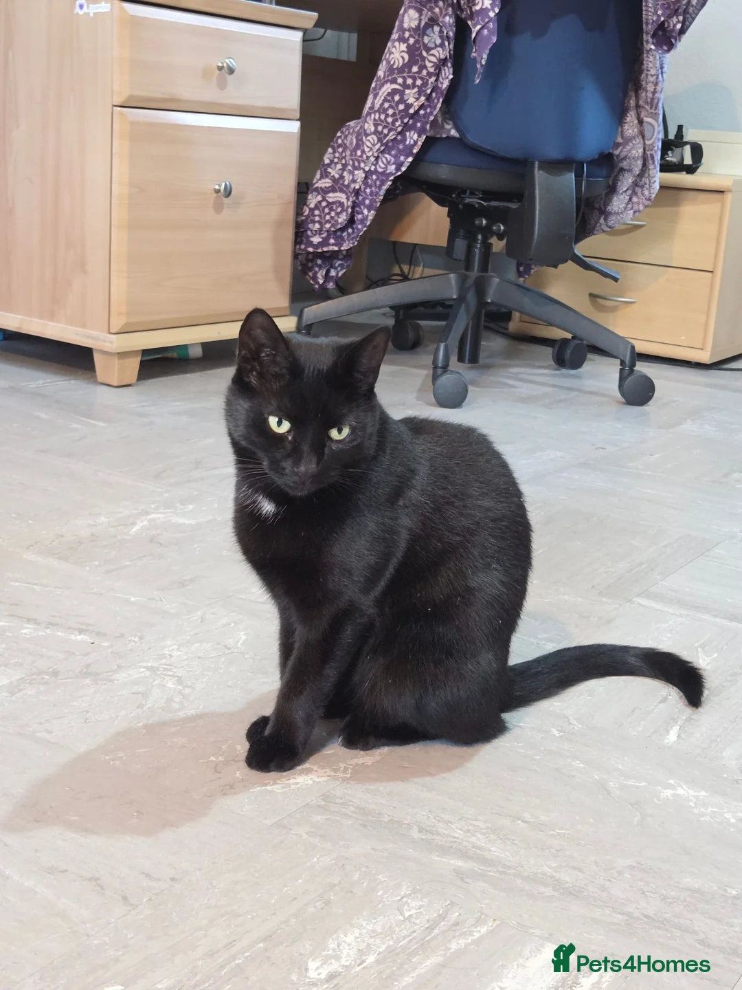 Domestic Shorthair cats for sale: 3 year old black cat looking for home - Advert 1