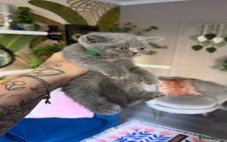 British Shorthair cats for sale: British Shorthair Champion Line kittens 🏆🥇😻 - Image 30