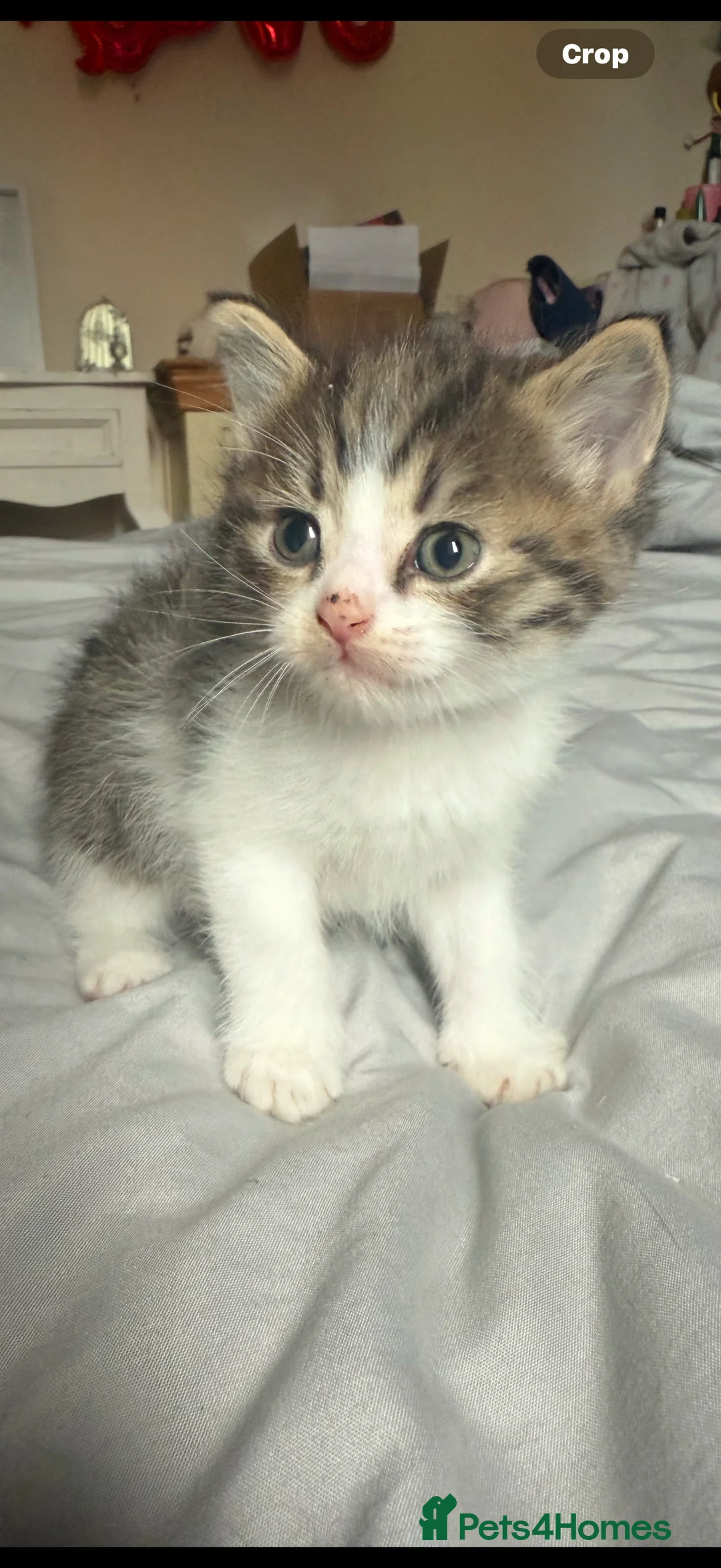 Mixed Breed cats for sale: Diddle  - Advert 5