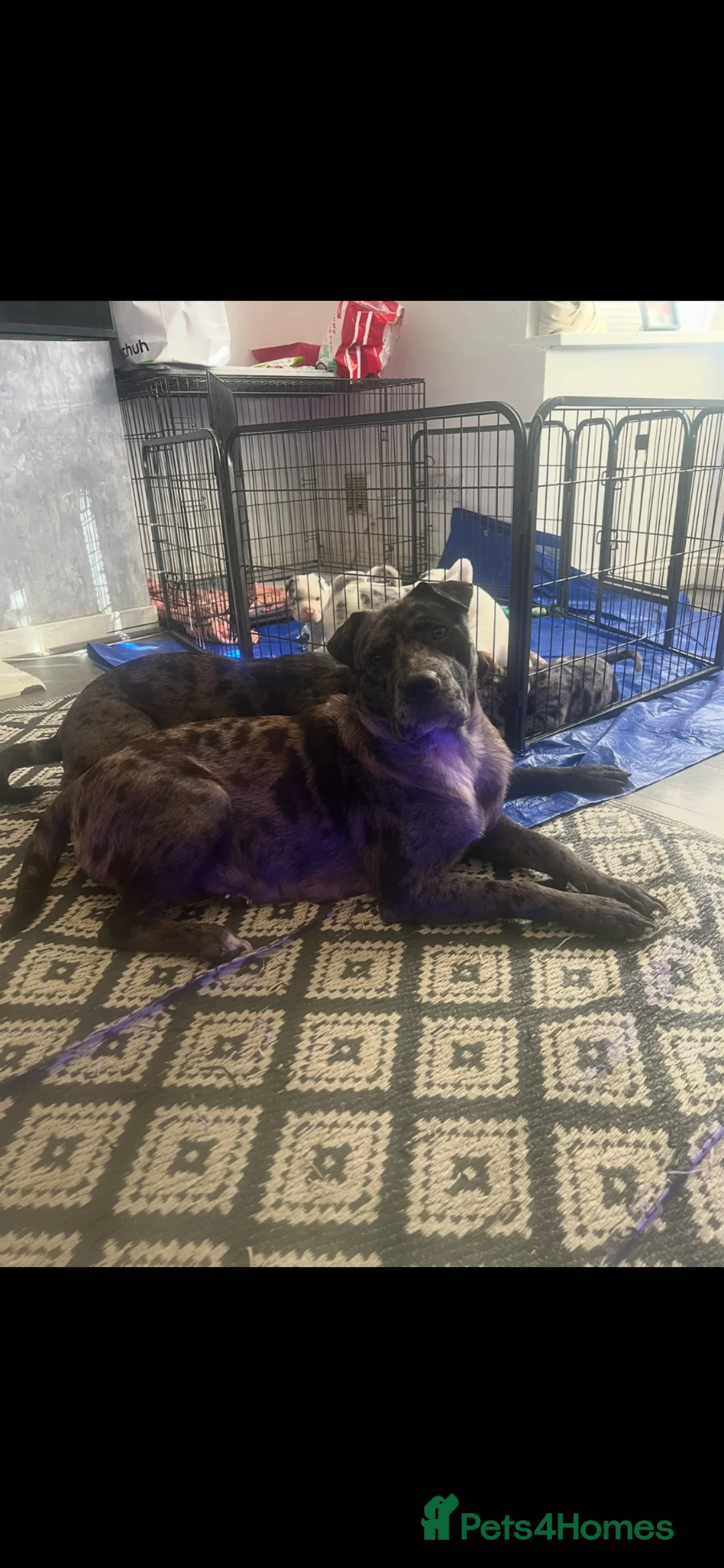 American Bull Staffy dogs for sale: American staff pups £850 Ono READY NOW  - Advert 1