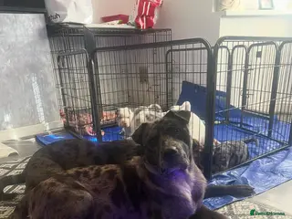 American Bull Staffy dogs American staff pups £850 Ono READY NOW - Advert 15
