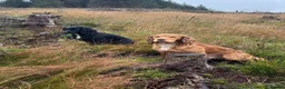 Cocker Spaniel dogs for sale: KC Registered Working Cocker Spaniel Puppies - Advert 2