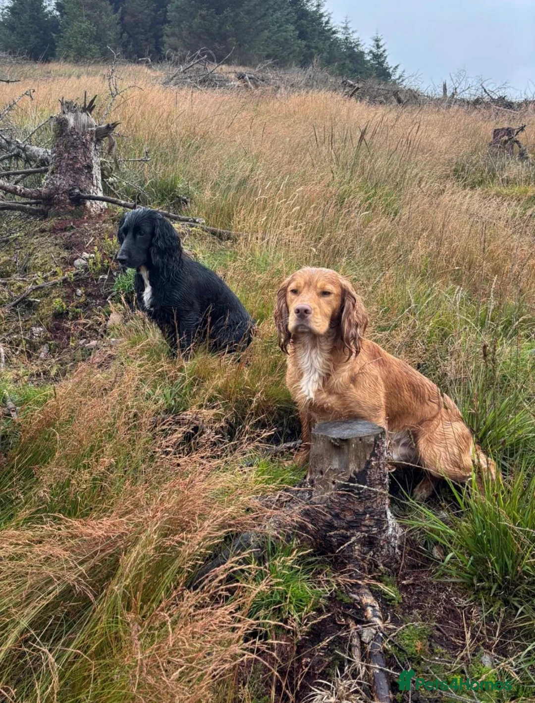 Cocker Spaniel dogs for sale: KC Registered Working Cocker Spaniel Puppies - Advert 2
