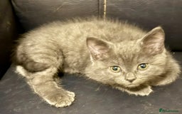Mixed Breed cats for sale: Delightful Rag-doll Mixed Breed Kittens READY NOW! - Image 11