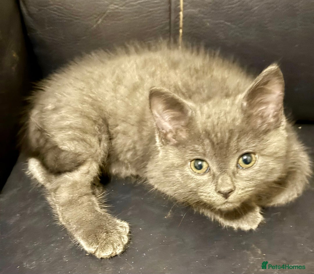 Mixed Breed cats for sale: Delightful Rag-doll Mixed Breed Kittens READY NOW! - Image 11