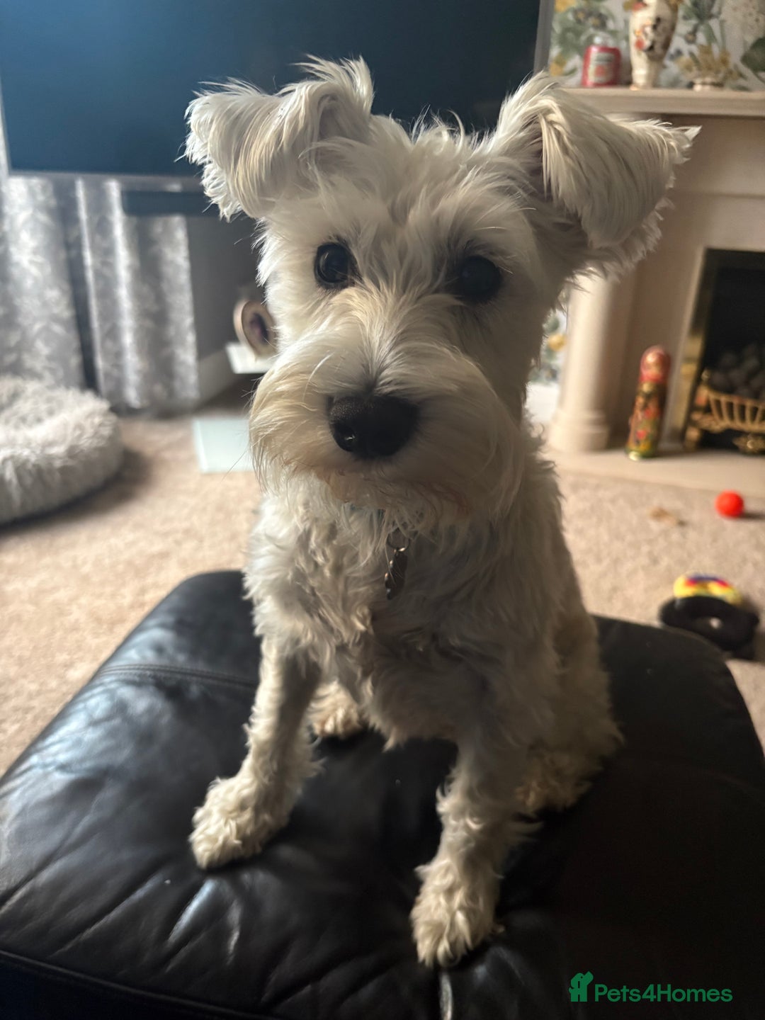 Miniature Schnauzer dogs for sale: KC REG RARE BLACK MINIATURE SCHNAUZER PUPPIES  - Image 14