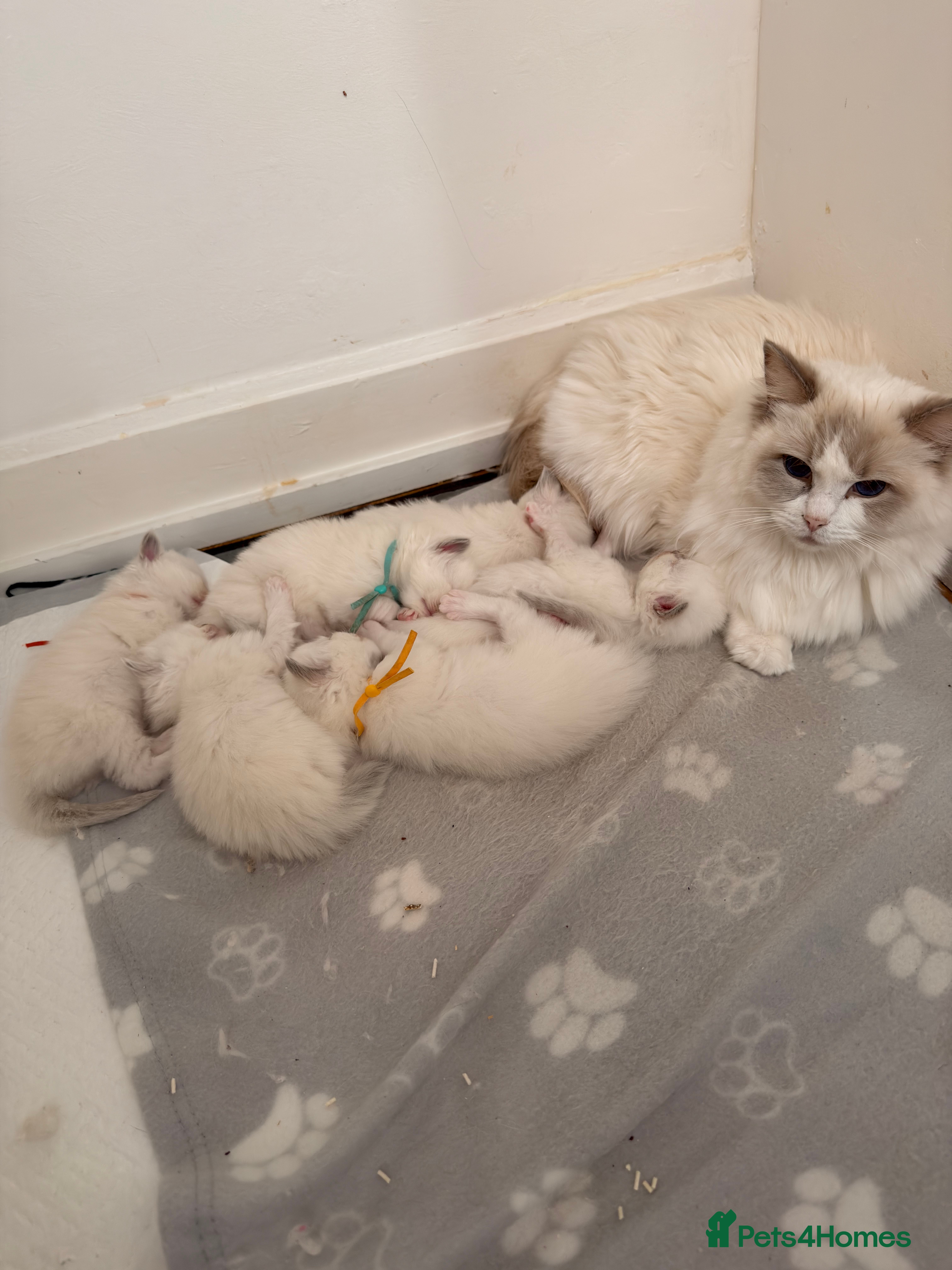 Ragdoll cats Ragdoll kittens rare lilac point mitted - Advert 2