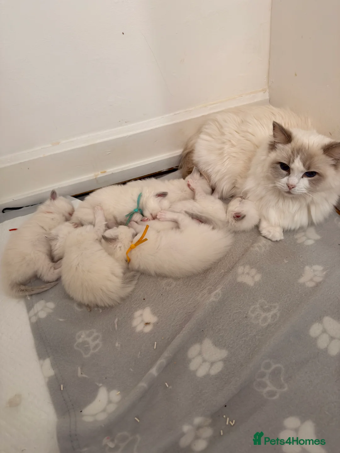 Ragdoll cats for sale: Ragdoll kittens rare lilac point mitted - Advert 2