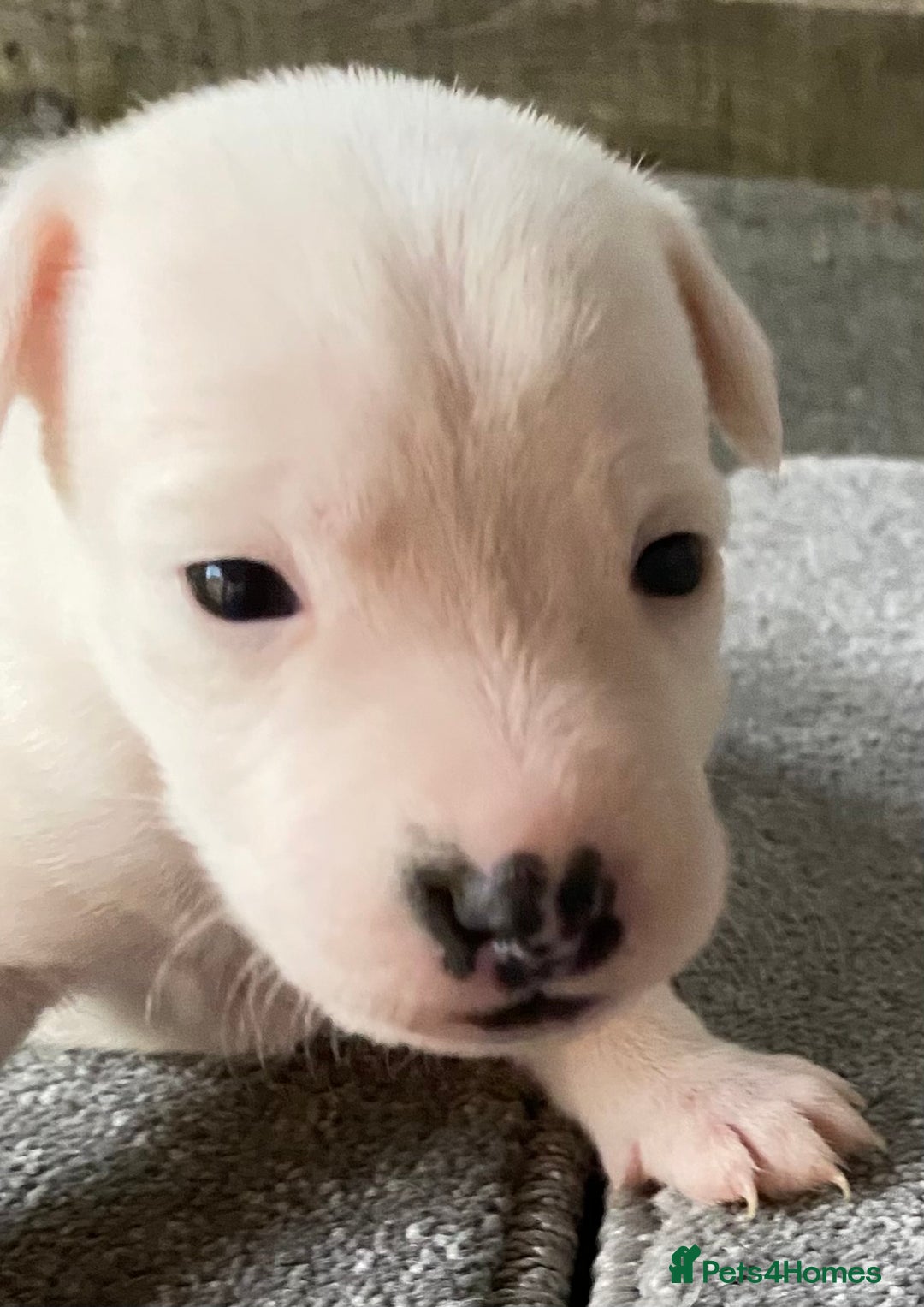 Jack Russell dogs for sale: 6 Jack Russell Puppies  - Advert 29