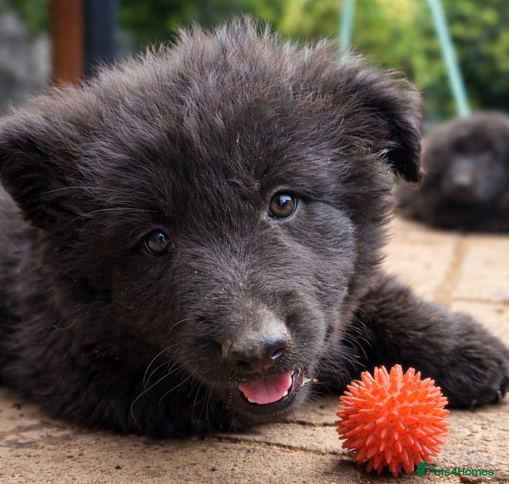 German Shepherd dogs KC Registered German Shepherd Puppies - Advert 8