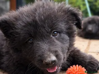 German Shepherd dogs KC Registered German Shepherd Puppies - Advert 8